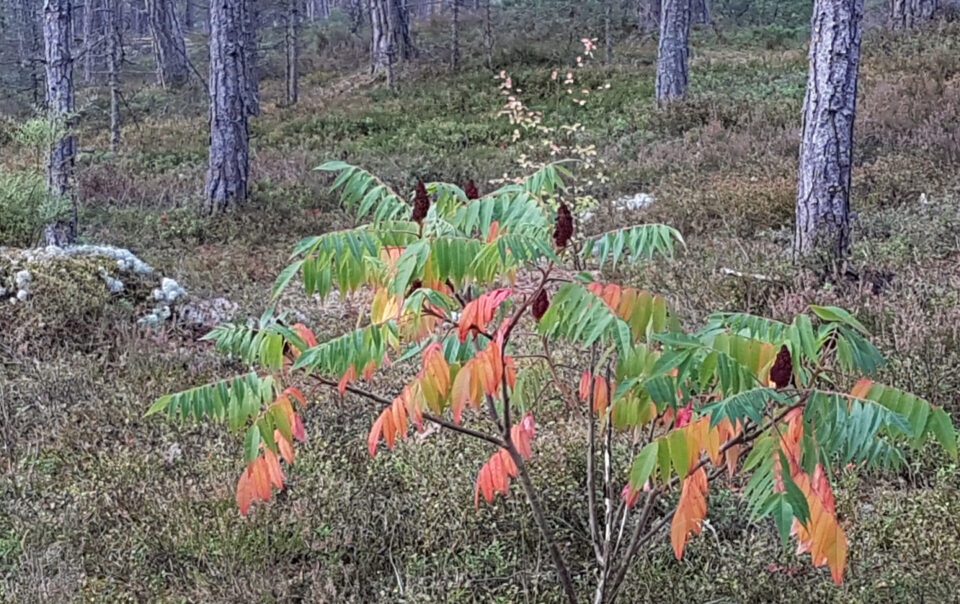 189SMBL_Land_20190916_100753 (1)